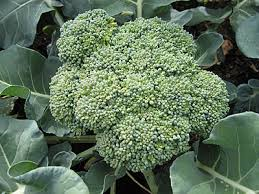 Broccoli - 4 Packs – Rock Gardens