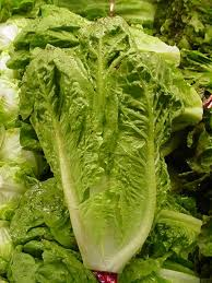 Romaine Lettuce - 4 Packs