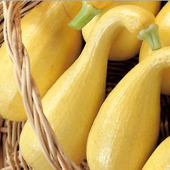 Squash Yellow Crookneck- 4 Packs