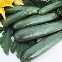 Squash Zucchini- 4 Packs